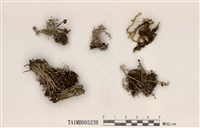 藏品(亞扶石蕊)的圖片